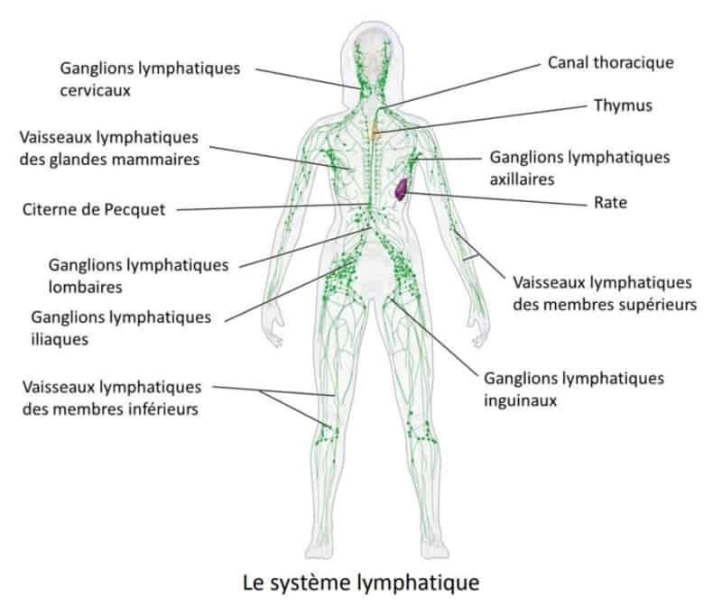 Quelle Est La Diff Rence Entre La M Thode De Drainage Lymphatique